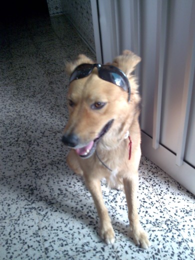 Mi niño no es de raza, es un mestizo pero eso no me importa, lo recogimos de la calle cuando era un cachorro y para mi es un gatito gigante muy mimoso y noble daria la vida por el. Mi niño no es de raza, es un mestizo pero eso no me importa, lo recogimos de la calle cuando era un cachorro y para mi es un gatito gigante muy mimoso y noble daria la vida por el.